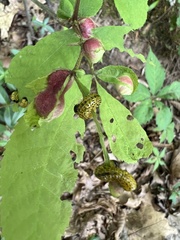 Archips rileyana