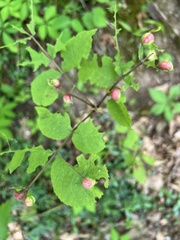 Archips rileyana