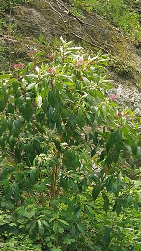 Image of Fuchsia arborescens by (c) Vítor Jorge, some rights reserved (CC BY)
