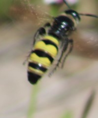 Dielis plumipes