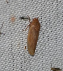 Ponana