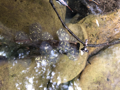 iNaturalist observation photo of California Newt