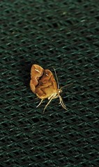 Chaetolopha leucophragma