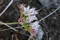 Allium lacunosum