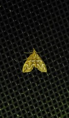 Chaetolopha leucophragma