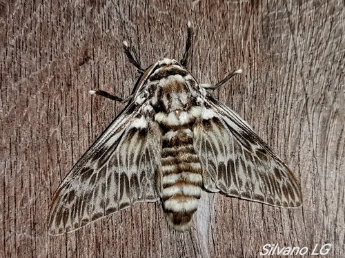 Podila Insect Podalia misantla · iNaturalist