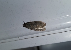 Semioscopis inornata