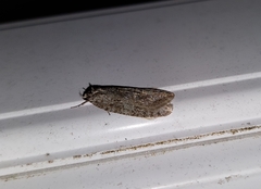 Semioscopis inornata