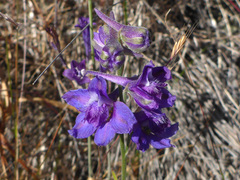 Delphinium hesperium