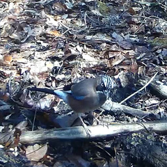 Garrulus glandarius japonicus