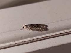 Semioscopis inornata
