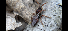 Nomada valida
