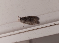 Semioscopis inornata
