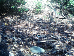 Garrulus glandarius japonicus