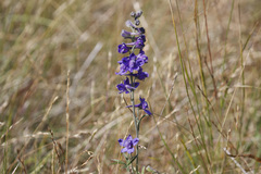 Delphinium hesperium