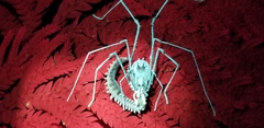 Ventrivomer ancyrophorus