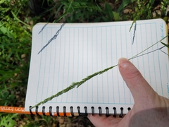 Sphenopholis intermedia