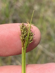 Carex gynodynama