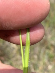 Carex gynodynama