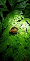 Ventrivomer ancyrophorus