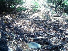 Garrulus glandarius japonicus