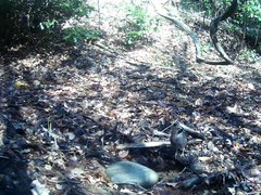 Garrulus glandarius japonicus