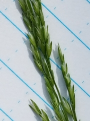 Sphenopholis intermedia