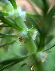 Myriophyllum aquaticum