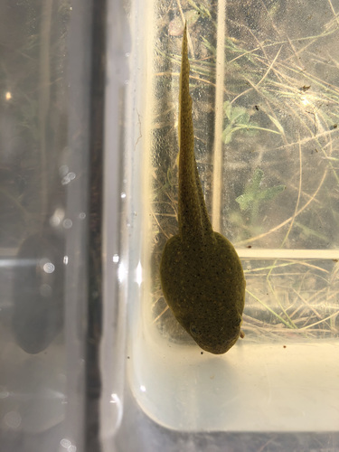 iNaturalist observation photo of American Bullfrog