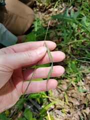 Sphenopholis intermedia