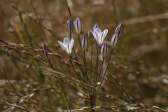 Triteleia peduncularis