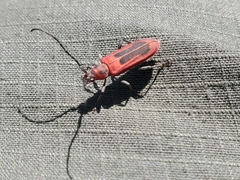 Holopleura marginata