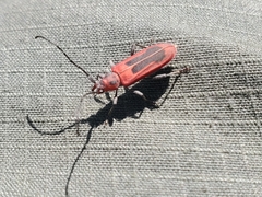 Holopleura marginata