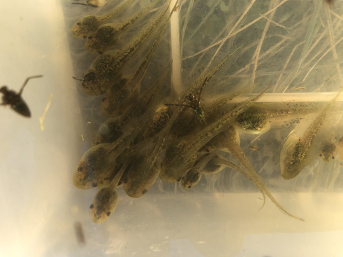 iNaturalist observation photo of Pacific chorus frog