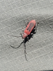 Holopleura marginata
