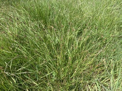 Carex tumulicola