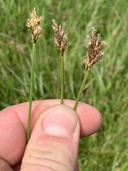 Carex tumulicola
