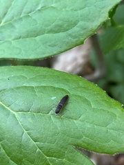 Agriotes oblongicollis