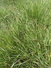 Carex tumulicola
