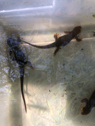 iNaturalist observation photo of California Newt