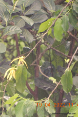 Magnoliaceae