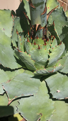 Agave potatorum