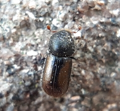 Trypodendron