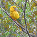 Golden Parakeet - Photo (c) Nereston (Nelinho) Camargo, some rights reserved (CC BY-NC), uploaded by Nereston (Nelinho) Camargo