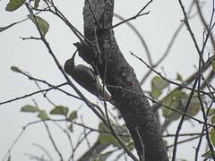 Lepidocolaptes fuscicapillus layardi