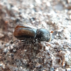 Trypodendron