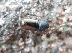Trypodendron
