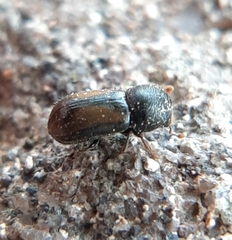 Trypodendron