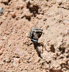 Habronattus hirsutus