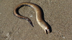 Gymnothorax equatorialis